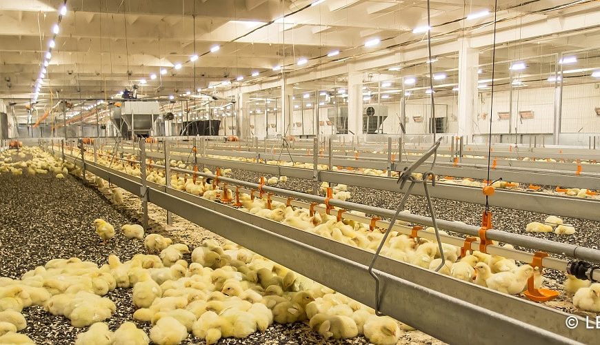 EFFICIENCY OF USE OF FEED CONCENTRATE “ZHYVYNA” IN BROILER CHICKEN GROWING