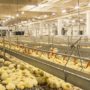 EFFICIENCY OF USE OF FEED CONCENTRATE “ZHYVYNA” IN BROILER CHICKEN GROWING