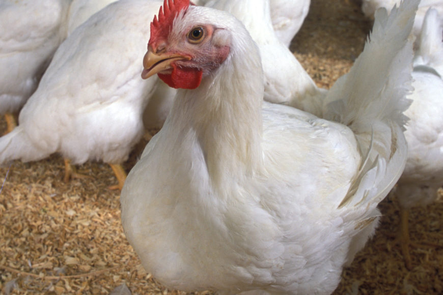 COMPOUND FEEDS KOMBI™ AND PMVS DYVO™ IN THE FEEDING FOR CHICKENS FOR BROILERS KROSU KOOB-500