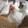 COMPOUND FEEDS KOMBI™ AND PMVS DYVO™ IN THE FEEDING FOR CHICKENS FOR BROILERS KROSU KOOB-500