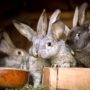 EXPERIENCE AND PERSPECTIVES OF USING AVMKK “ZHYVYNA” IN RABBIT FEEDING