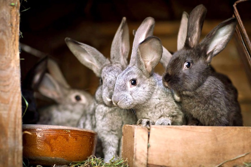 EXPERIENCE AND PERSPECTIVES OF USING AVMKK “ZHYVYNA” IN RABBIT FEEDING