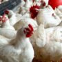 FROM THE PRODUCTION EXPERIENCE OF THE POULTRY ENTERPRISE
