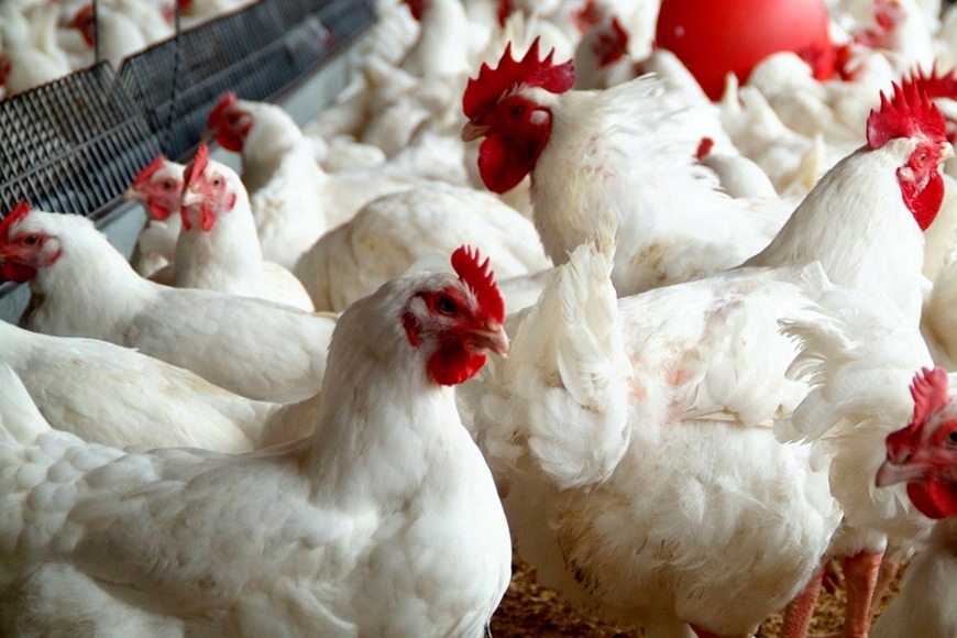 FROM THE PRODUCTION EXPERIENCE OF THE POULTRY ENTERPRISE