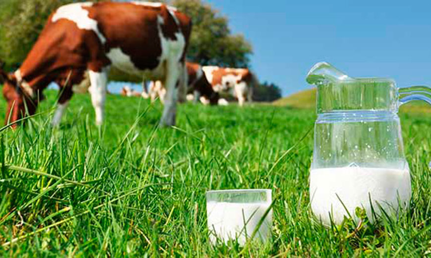 APPLICATION OF “ZHYVYNA” IN DAIRY CATTLE BREEDING