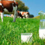 APPLICATION OF “ZHYVYNA” IN DAIRY CATTLE BREEDING
