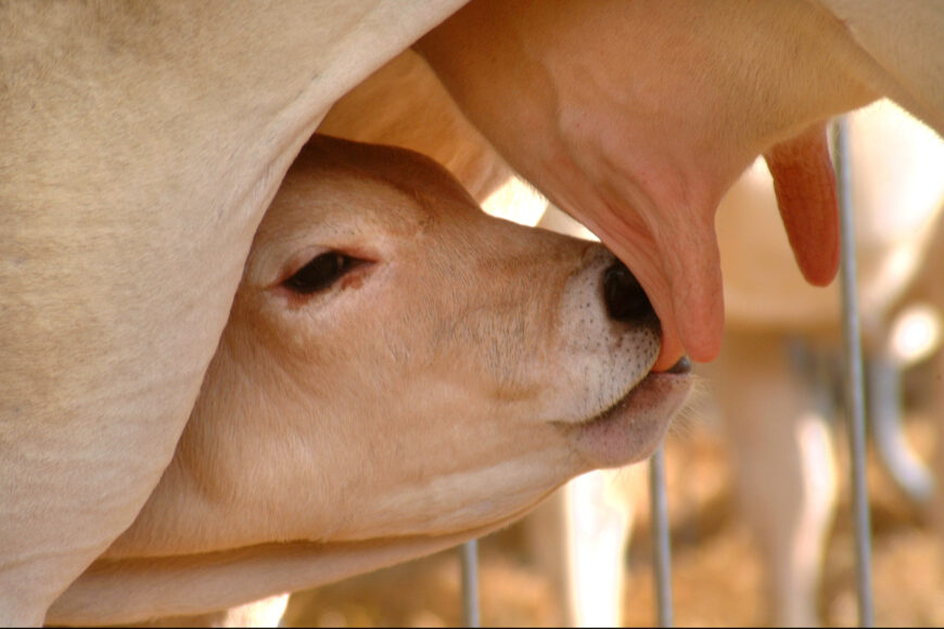 THE PRACTICE OF BALANCING THE DIET OF WEANNE CALVES 2-6 MONTHS UNDER A LOW-PROTEIN TYPE OF FEEDING WITH THE USE OF AVMKK FORAGE.