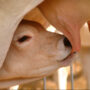 THE PRACTICE OF BALANCING THE DIET OF WEANNE CALVES 2-6 MONTHS UNDER A LOW-PROTEIN TYPE OF FEEDING WITH THE USE OF AVMKK FORAGE.